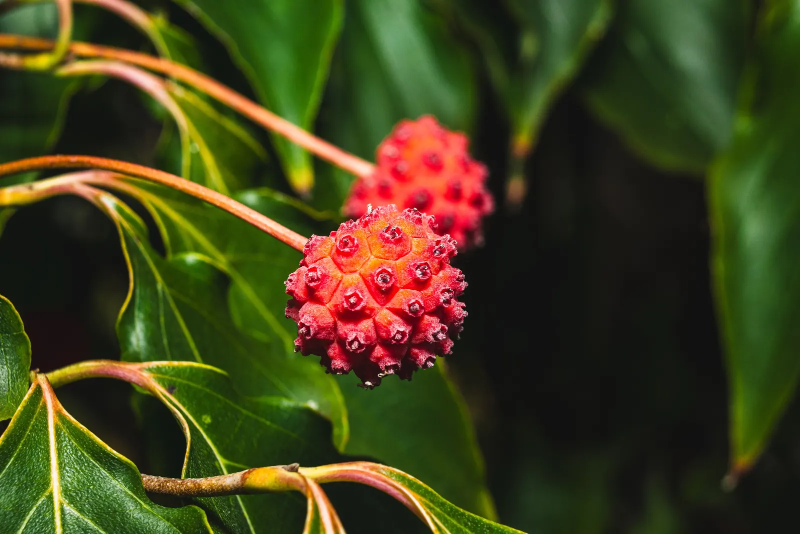 Chinese Dogwood (Cornus Kousa Var. Chinensis) — followed by raspberry-like fruits; known for its layered structure and vase shape, image 121