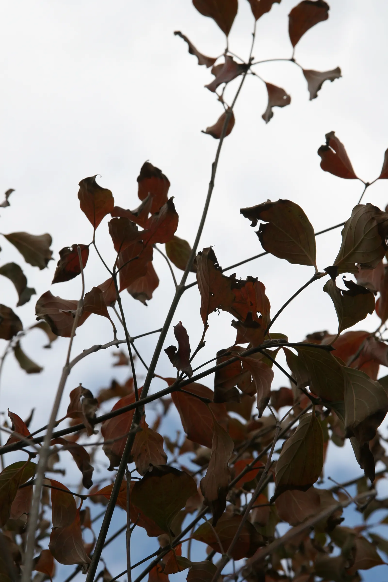 Chinese Dogwood (Cornus Kousa Var. Chinensis) — showcasing a pleasing rounded to vase-shaped canopy.<br><br>In late spring to early summer; chinese Dogwood
