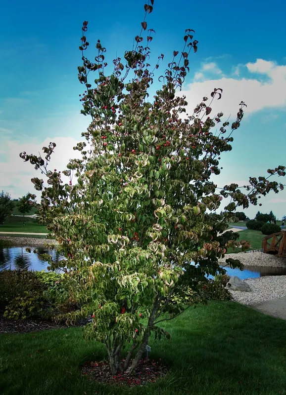 Chinese Dogwood (Cornus Kousa Var. Chinensis) — Known for its layered structure and vase shape
