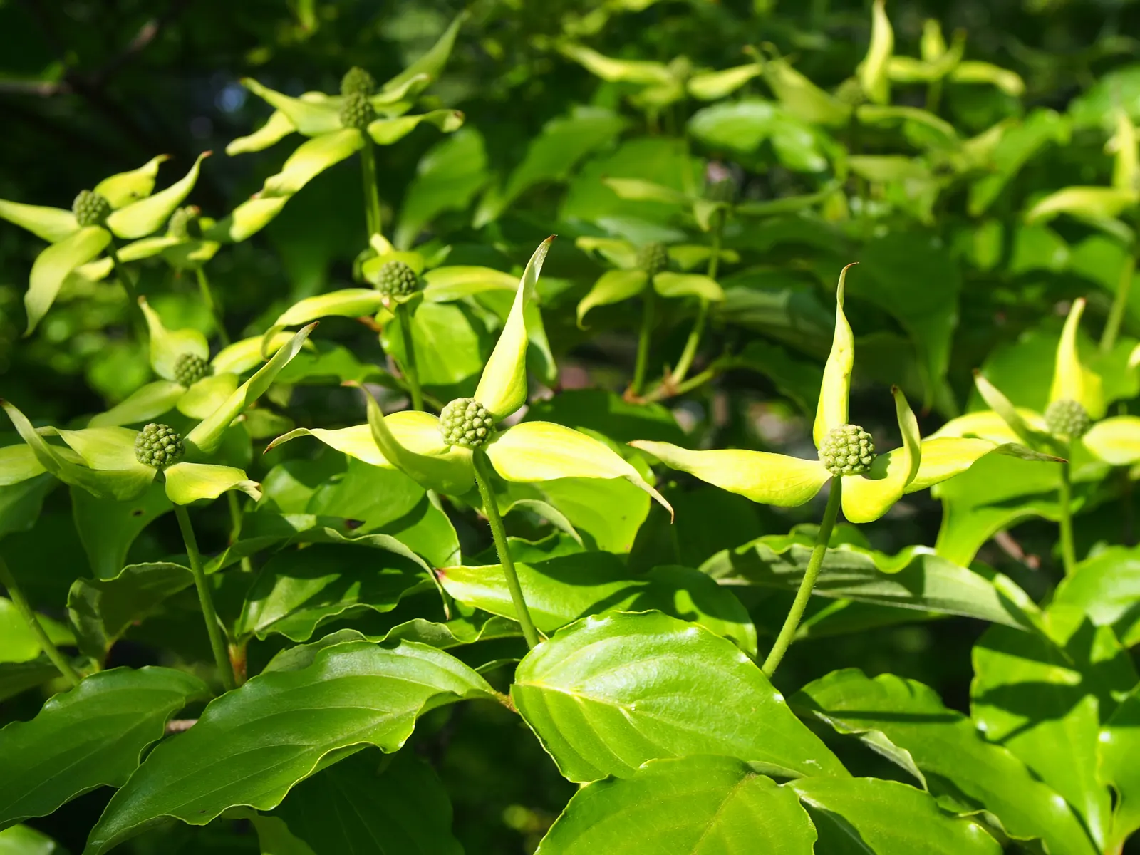Chinese Dogwood (Cornus Kousa Var. Chinensis) — particularly to Dogwood anthracose; showcasing a pleasing rounded to vase-shaped canopy.<br><br>In, image 110