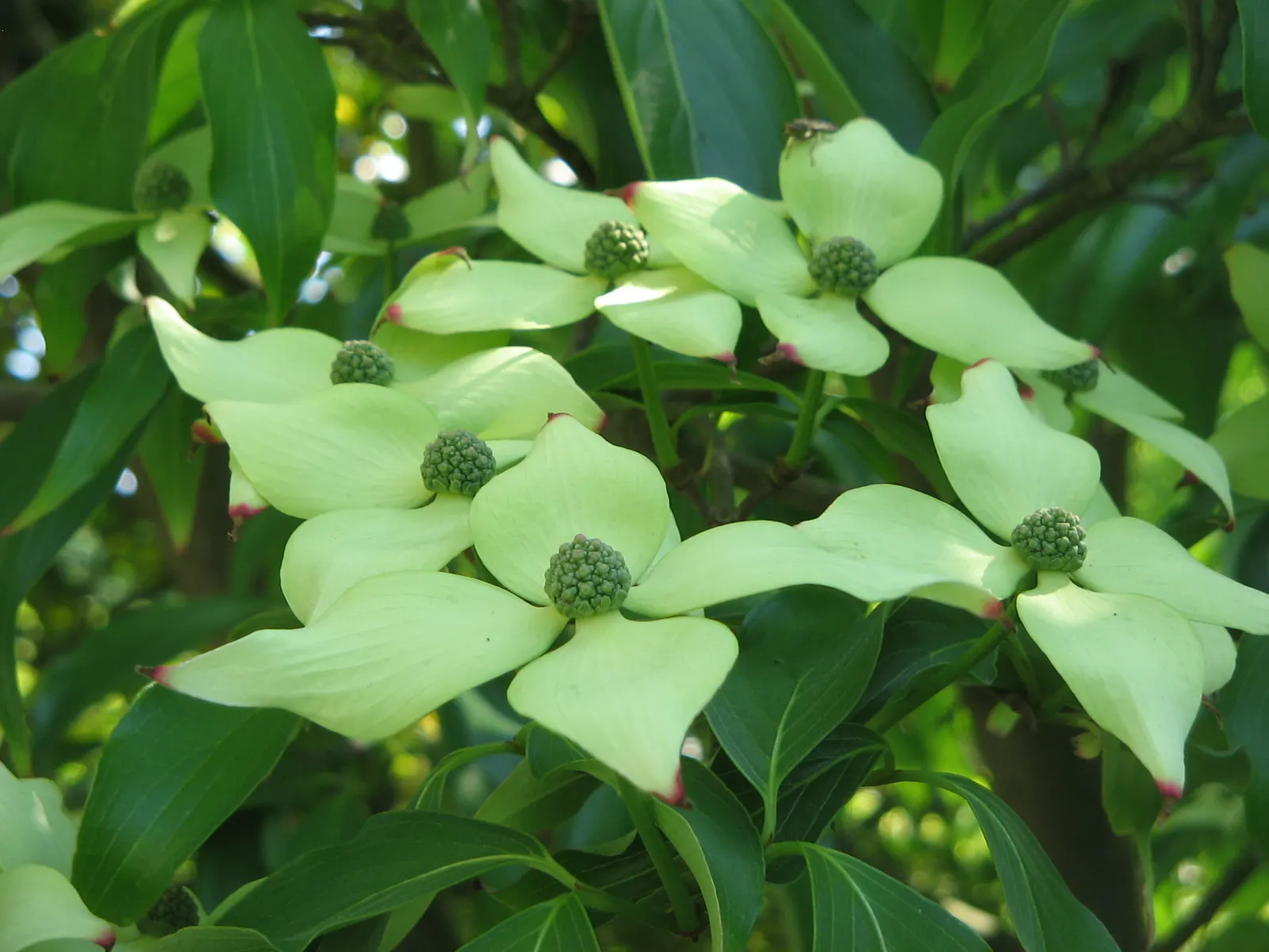 Chinese Dogwood (Cornus Kousa Var. Chinensis) — injecting a striking palette into the landscape as temperatures cool; ideal as a specimen or focal, image 76