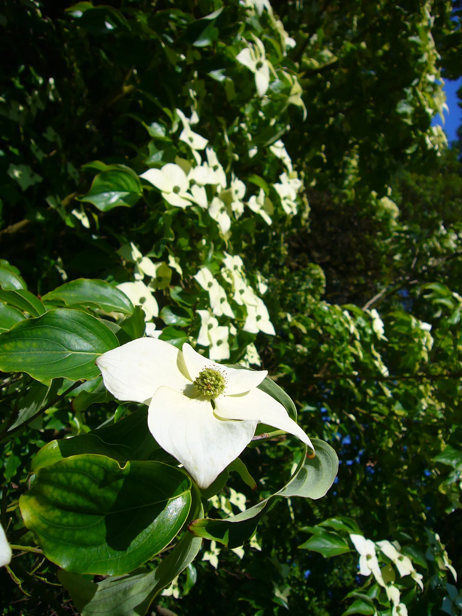Chinese Dogwood (Cornus Kousa Var. Chinensis) — the foliage transitions into a vivid display of reddish-purple and scarlet hues; shrub / tree for, image 133