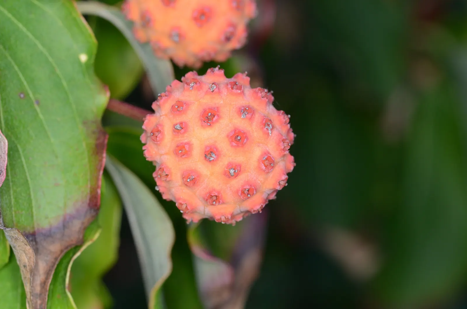 Chinese Dogwood (Cornus Kousa Var. Chinensis) — from specimen and border plantings to wildlife gardens; preferring partial shade to full sun and well-drained