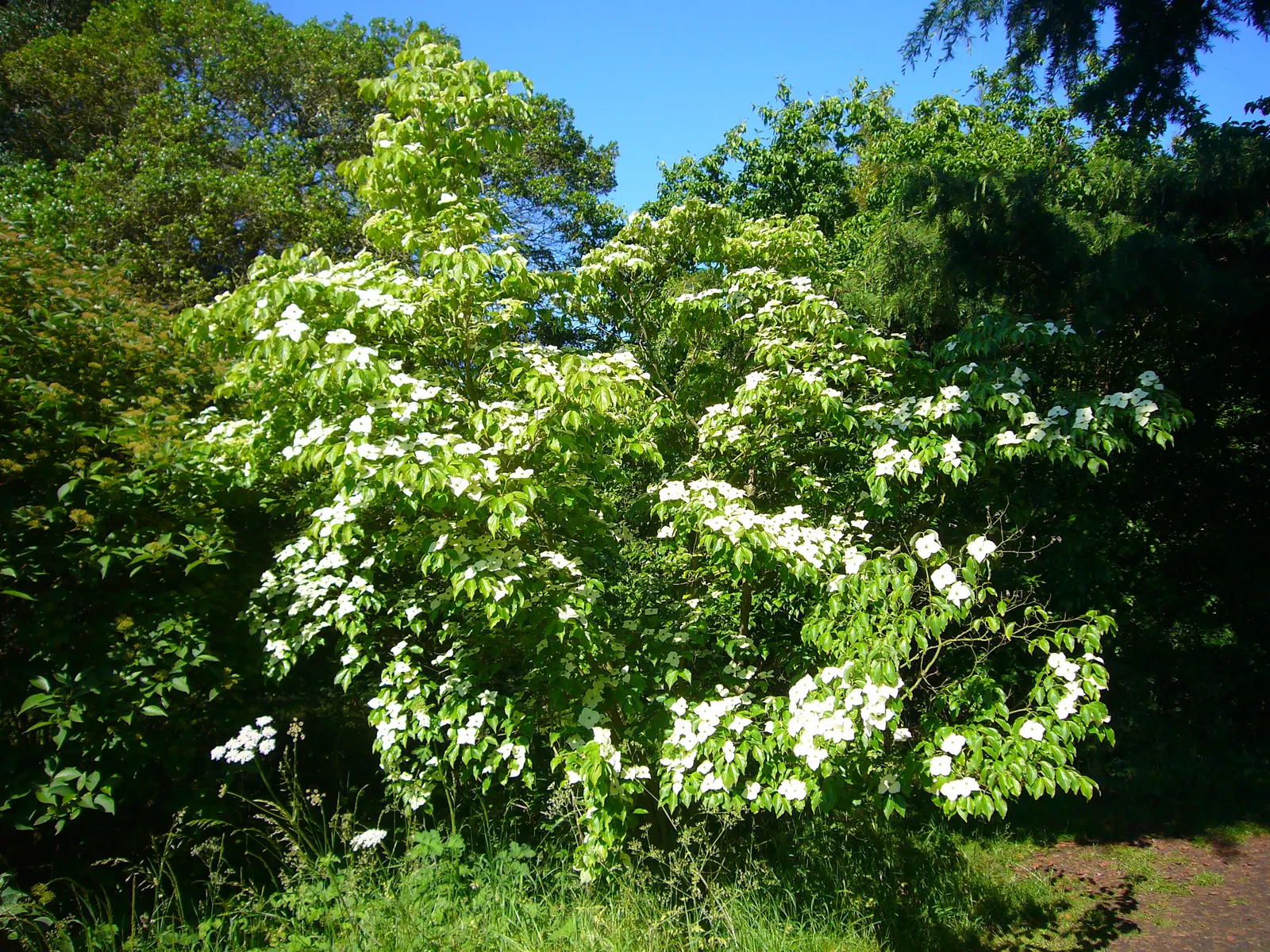 Chinese Dogwood (Cornus Kousa Var. Chinensis) — This tree also bears raspberry-like fruits about 1/2 to 1 inch in diameter; the Chinese Dogwood, image 77