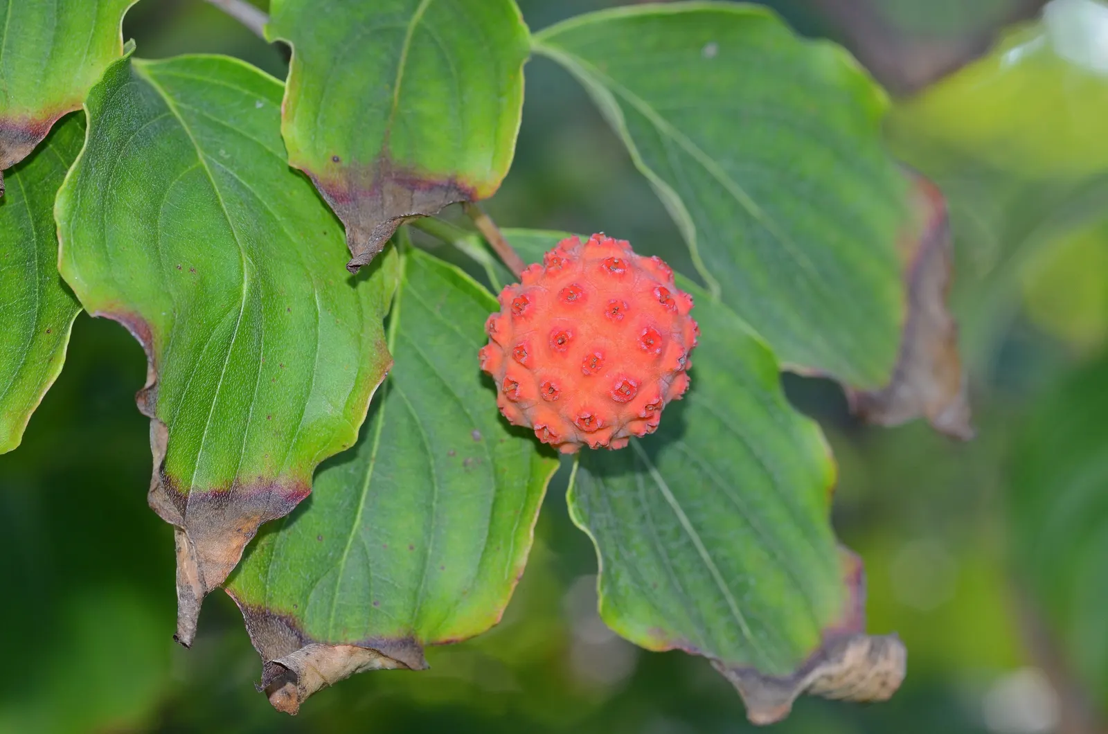 Chinese Dogwood (Cornus Kousa Var. Chinensis) — This tree also bears raspberry-like fruits about 1/2 to 1 inch in diameter; the Chinese Dogwood, image 135