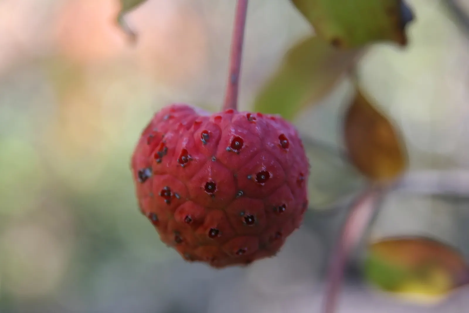 Chinese Dogwood (Cornus Kousa Var. Chinensis) — It is also relatively low-maintenance