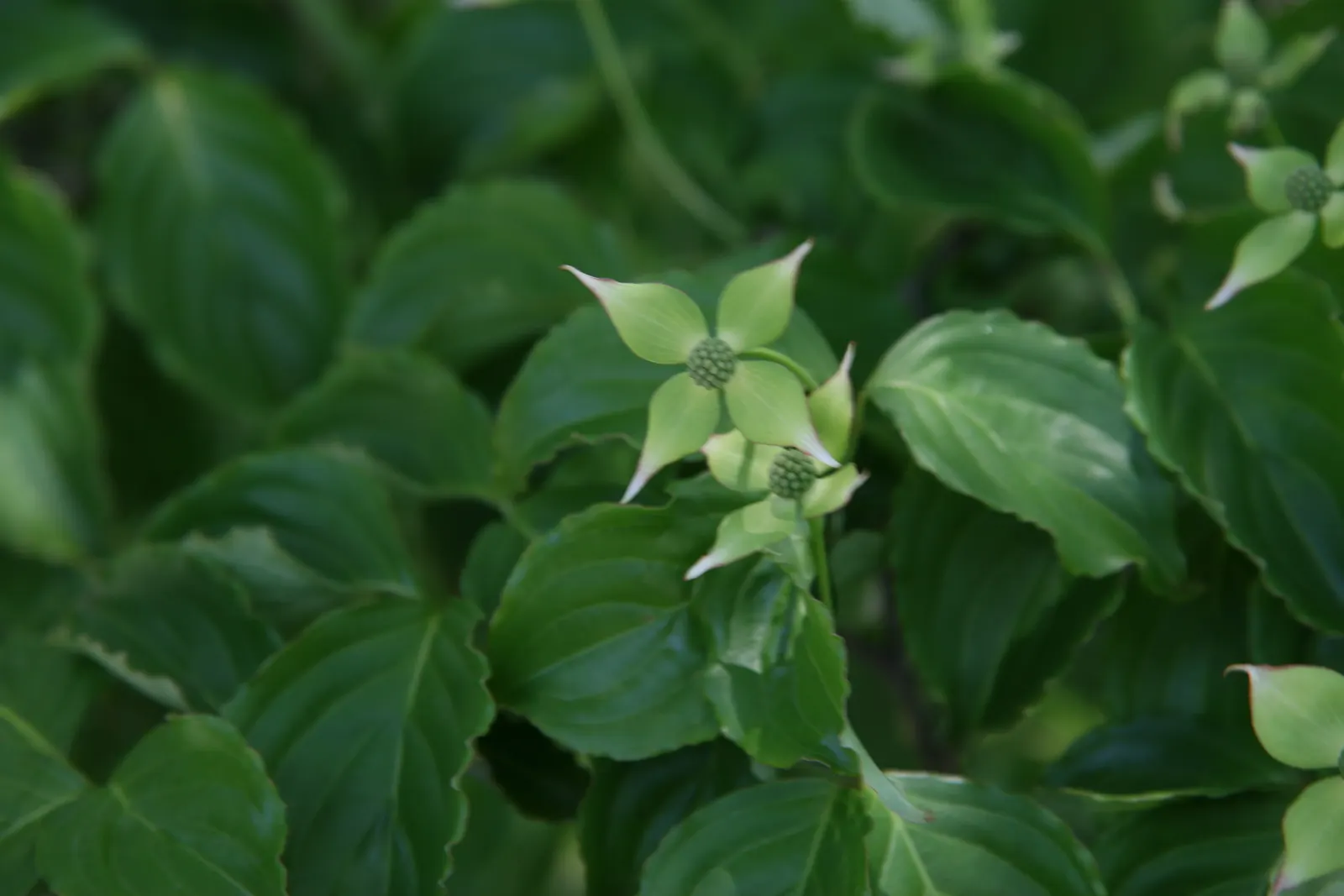 Chinese Dogwood (Cornus Kousa Var. Chinensis) — It is also relatively low-maintenance; shrub / tree with white blooms, image 108