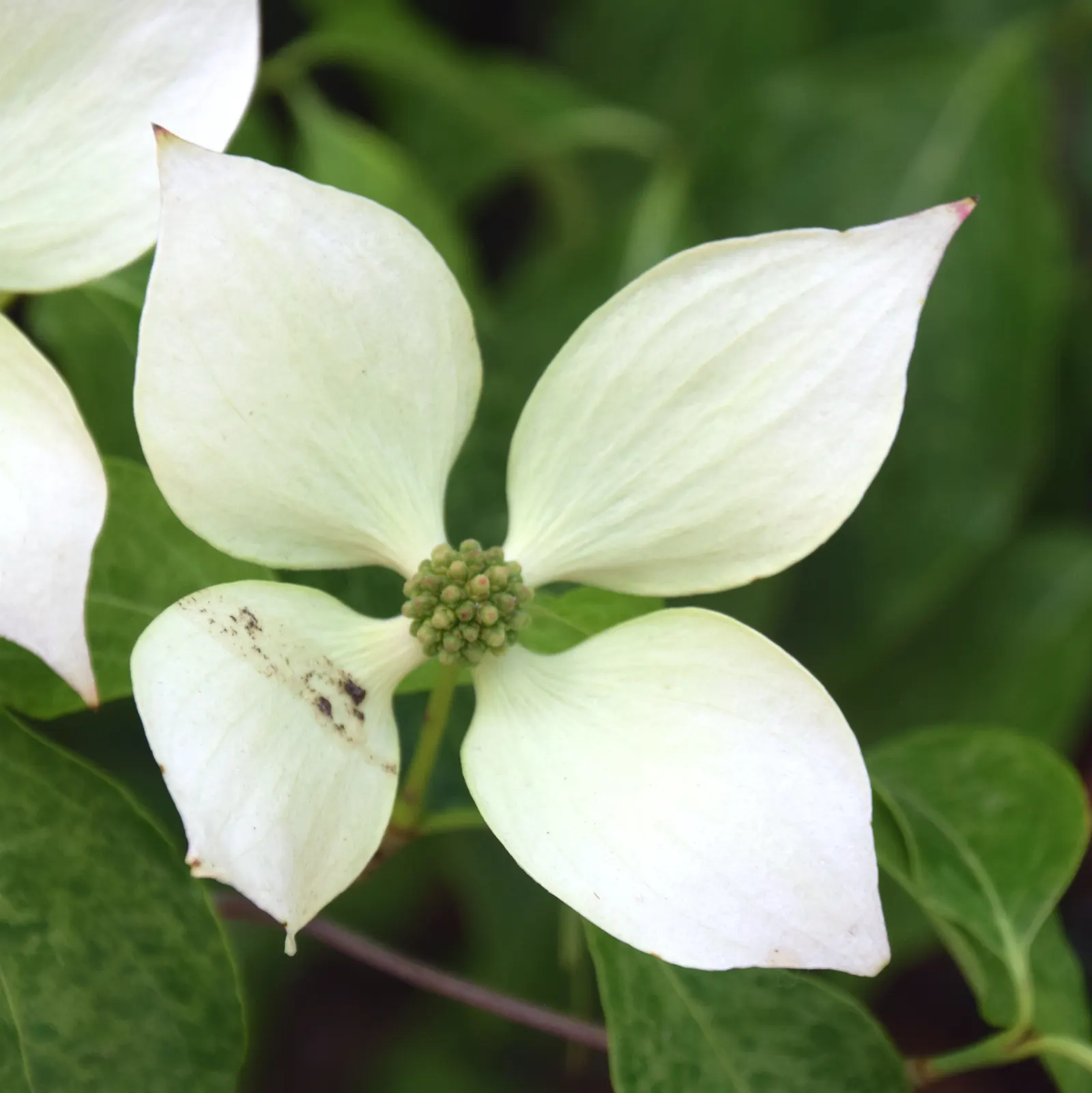 Chinese Dogwood (Cornus Kousa Var. Chinensis) — the Chinese Dogwood blossoms profusely with star-like flowers which are actually bracts; for an elegant touch
