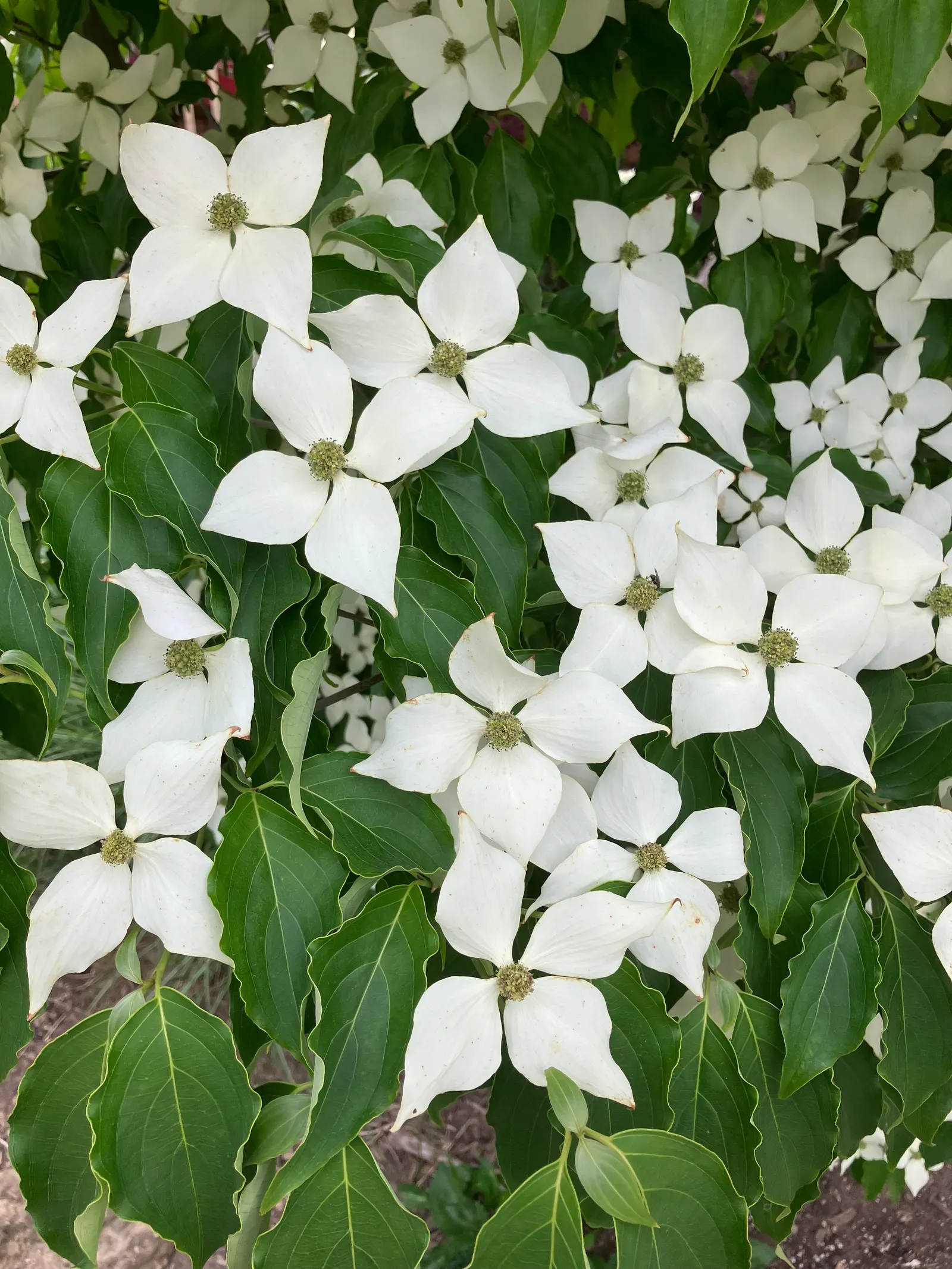 Chinese Dogwood (Cornus Kousa Var. Chinensis) — shrub / tree with white blooms; this tree also bears raspberry-like fruits about 1/2 to 1 inch in, image 86