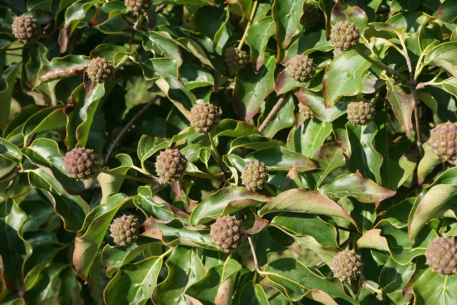 Chinese Dogwood (Cornus Kousa Var. Chinensis) — with good resistance to pests and diseases; it has green foliage that turns to radiant reds and, image 109
