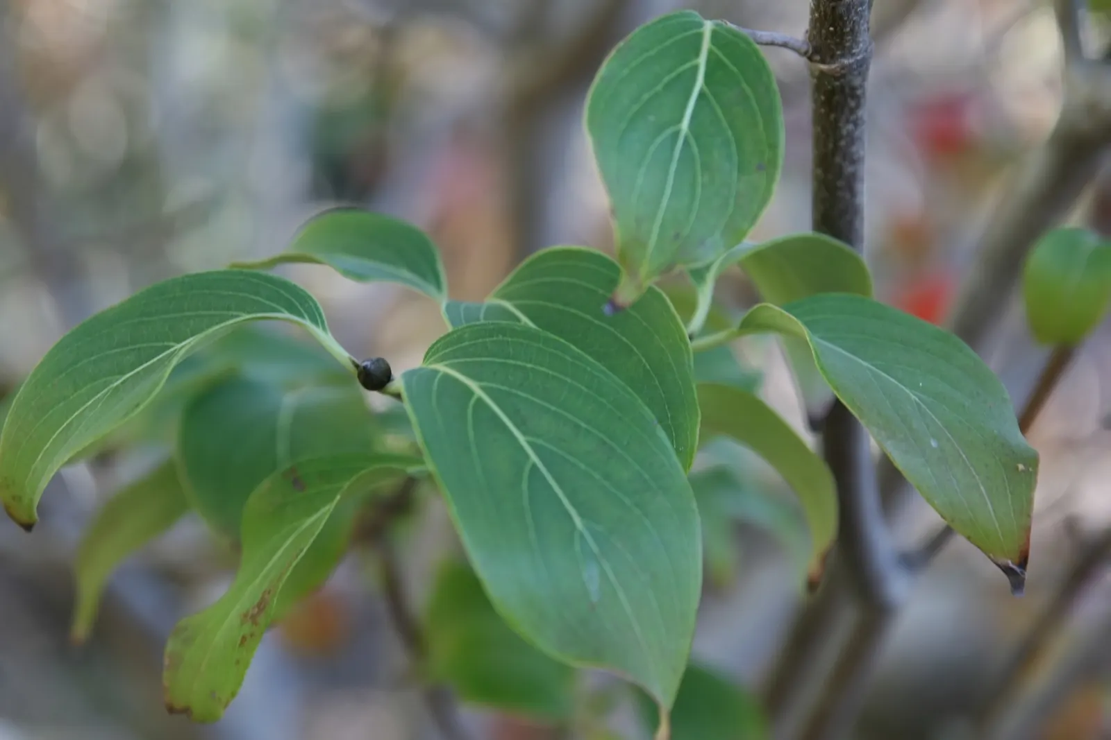 Chinese Dogwood (Cornus Kousa Var. Chinensis) — Ideal as a specimen or focal point, this hardy tree prefers partial shade and well-drained soil; the foliage