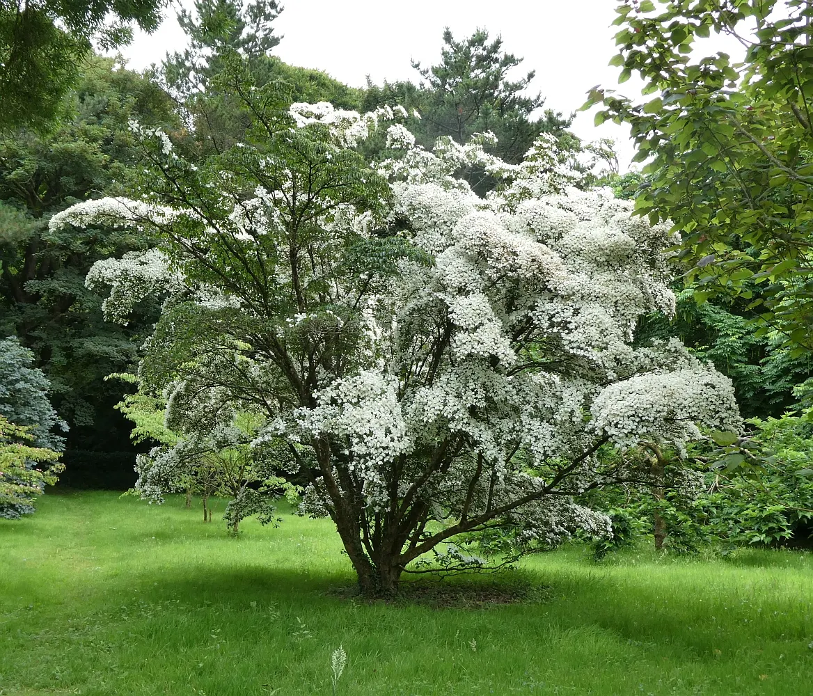 Chinese Dogwood (Cornus Kousa Var. Chinensis) — showcasing a pleasing rounded to vase-shaped canopy.<br><br>In late spring to early summer