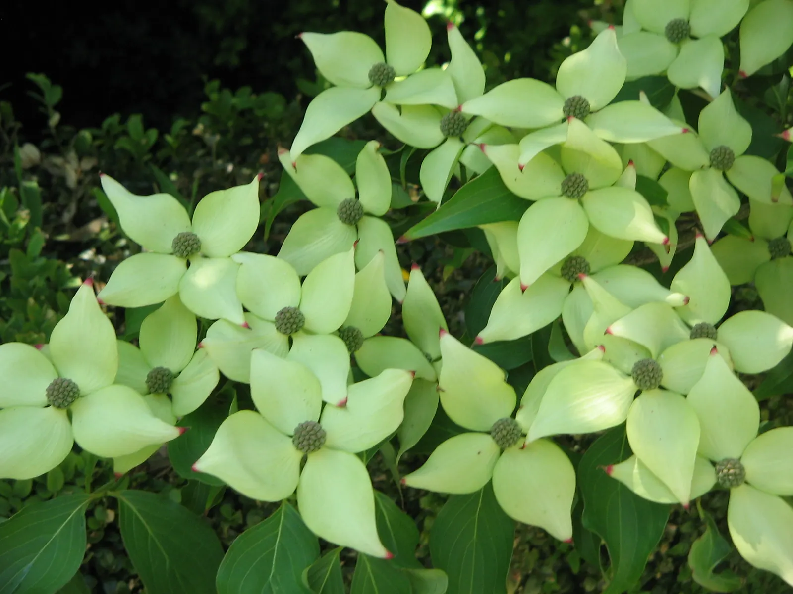 Chinese Dogwood (Cornus Kousa Var. Chinensis) — chinensis) is a graceful, small deciduous tree reaching up to 20-30 feet at maturity; deciduous, image 89