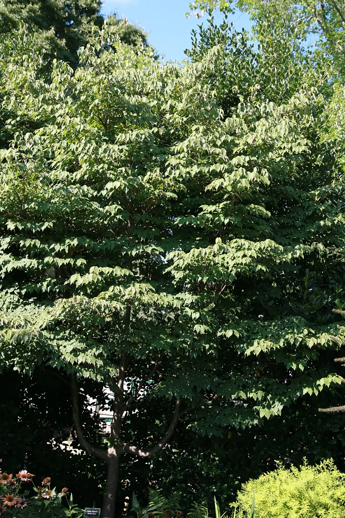 Chinese Dogwood (Cornus Kousa Var. Chinensis) — For an elegant touch of both form and function in your landscape design; from specimen and border, image 95