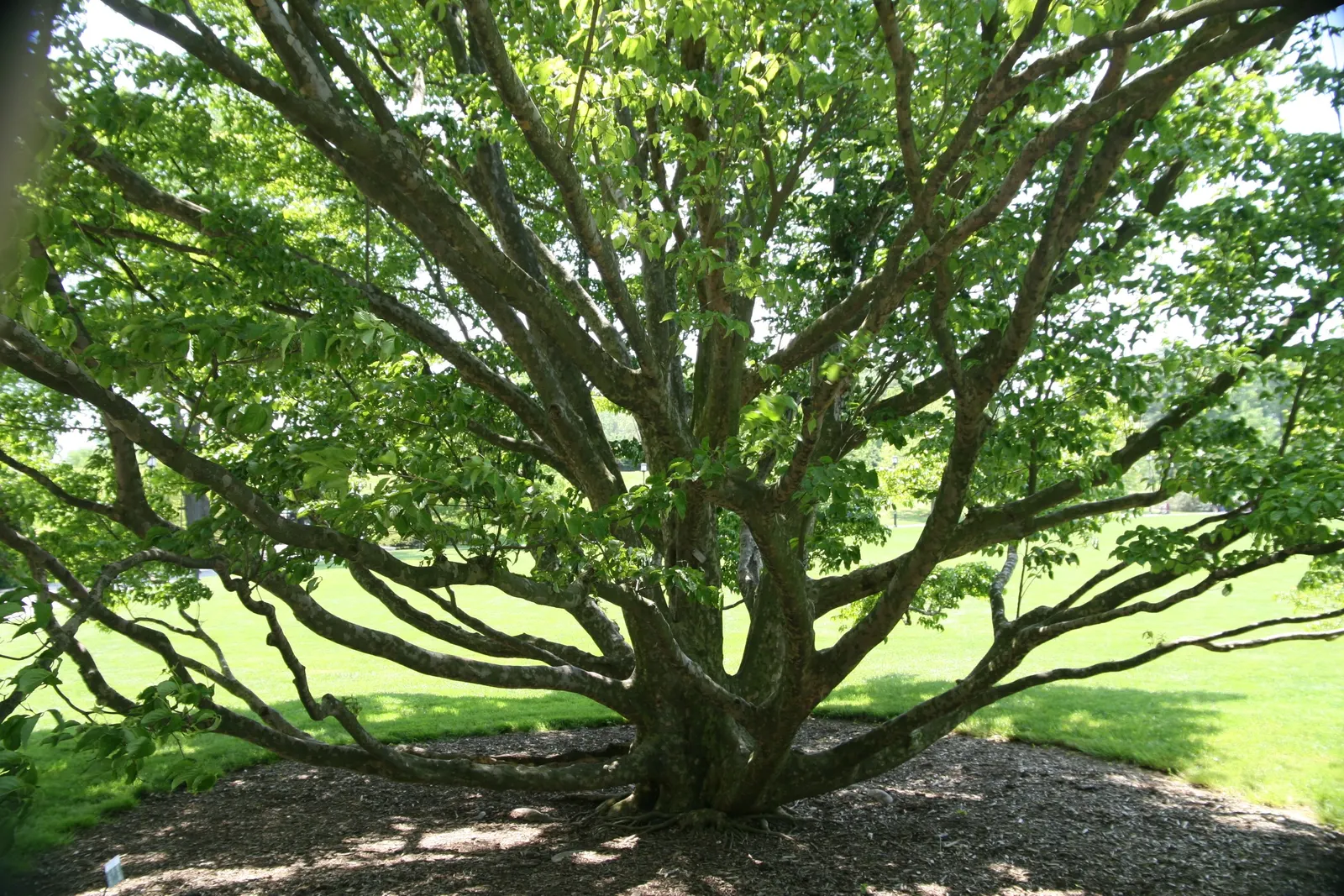 Chinese Dogwood (Cornus Kousa Var. Chinensis) — it features prolific white-to-pink bracts in late spring; desirable for its year-round beauty, image 120