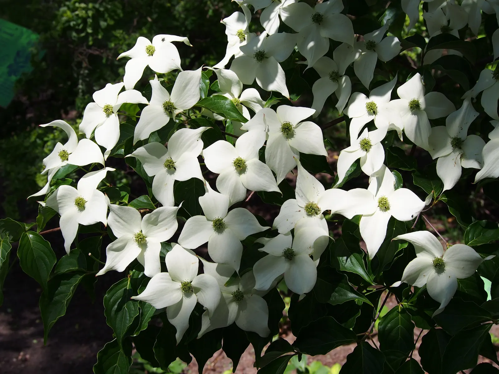 Chinese Dogwood (Cornus Kousa Var. Chinensis) — This tree also bears raspberry-like fruits about 1/2 to 1 inch in diameter; the Chinese Dogwood blossoms