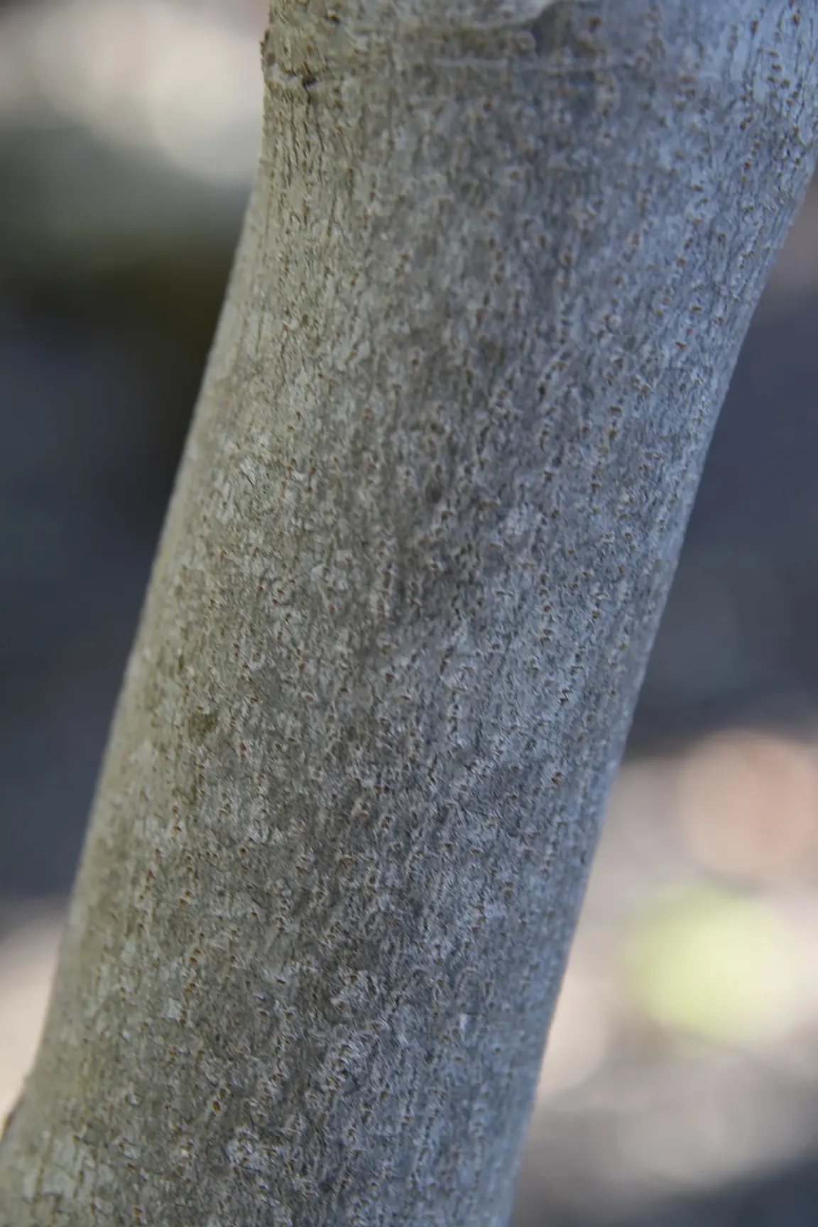 Chinese Dogwood (Cornus Kousa Var. Chinensis) — consider incorporating the Chinese Dogwood; chinensis) is a graceful, small deciduous tree reaching, image 125