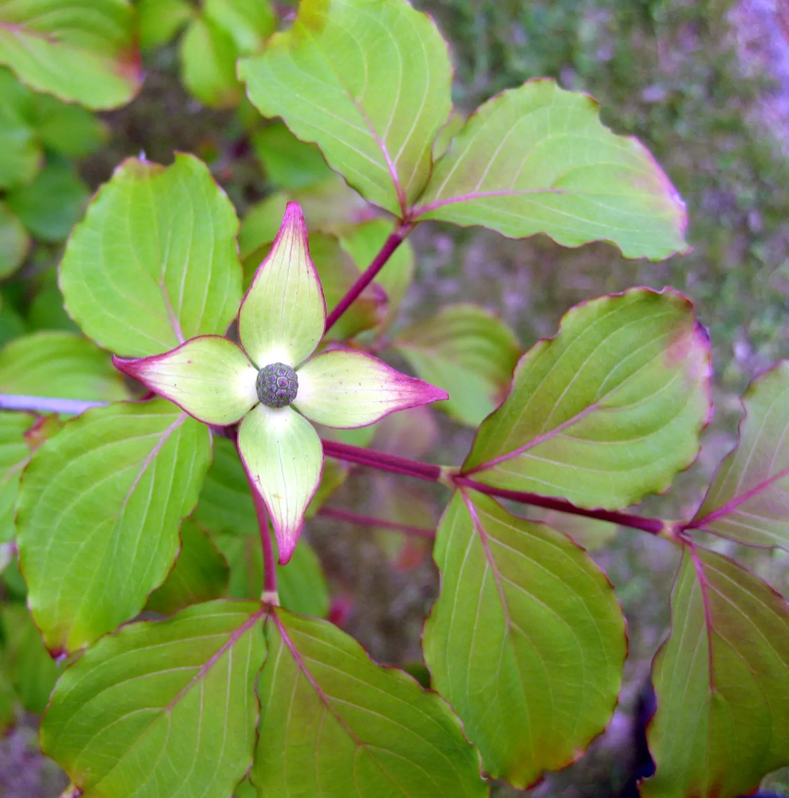 Chinese Dogwood (Cornus Kousa Var. Chinensis) — typically maturing to a height of 15 to 30 feet with a spread of 15 to 30 feet at an average growth, image 99