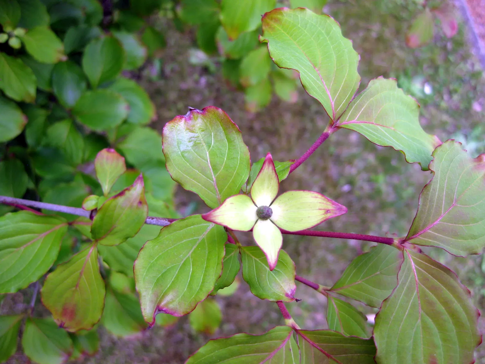 Chinese Dogwood (Cornus Kousa Var. Chinensis) — Known for its layered structure and vase shape; injecting a striking palette into the landscape as temperatures