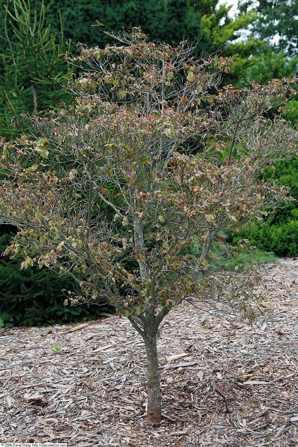 Chinese Dogwood (Cornus Kousa Var. Chinensis) — four-petaled and creamy white initially, image 44