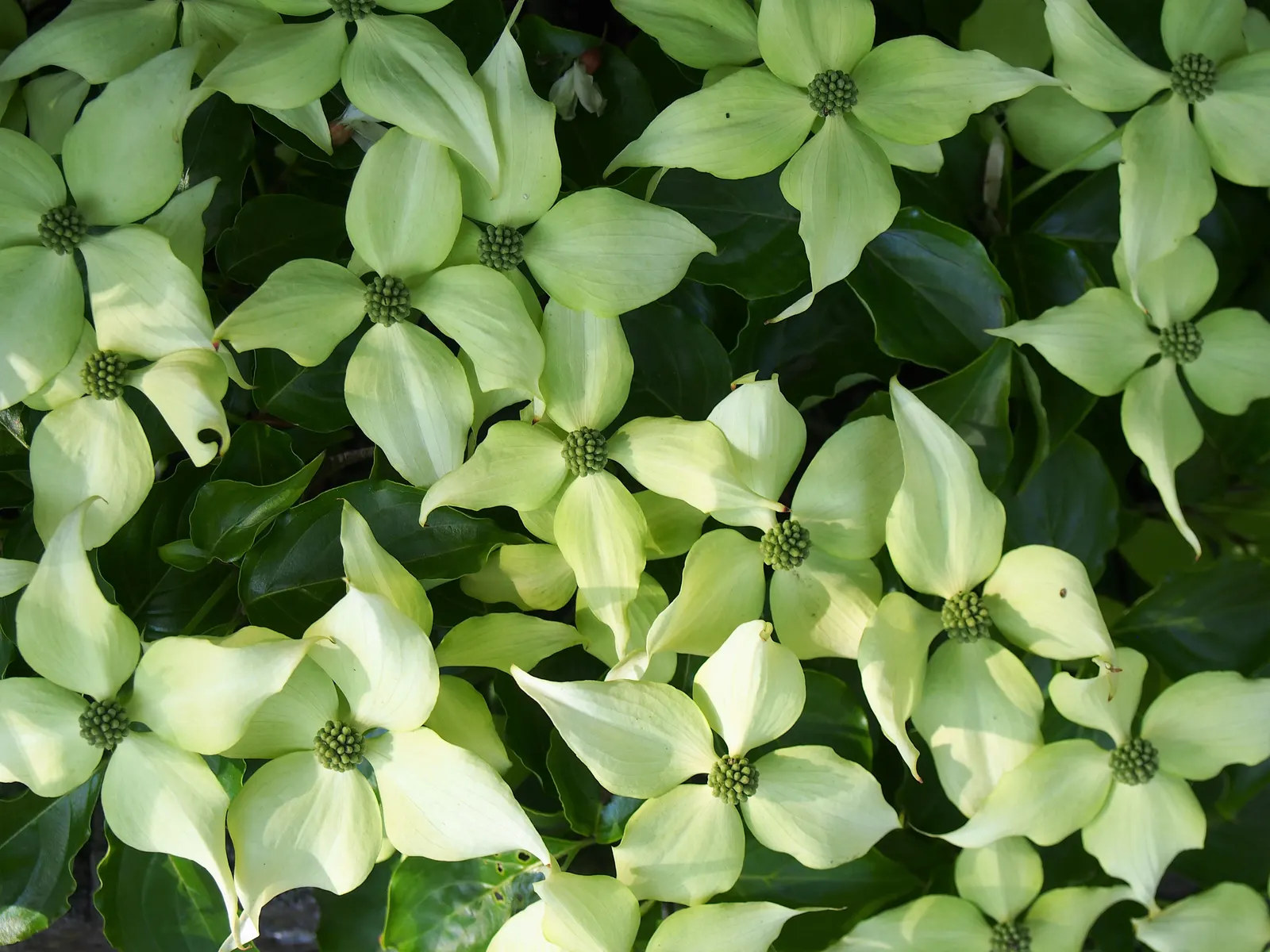 Chinese Dogwood (Cornus Kousa Var. Chinensis) — It has green foliage that turns to radiant reds and purples in fall; scientifically known as Cornus, image 122