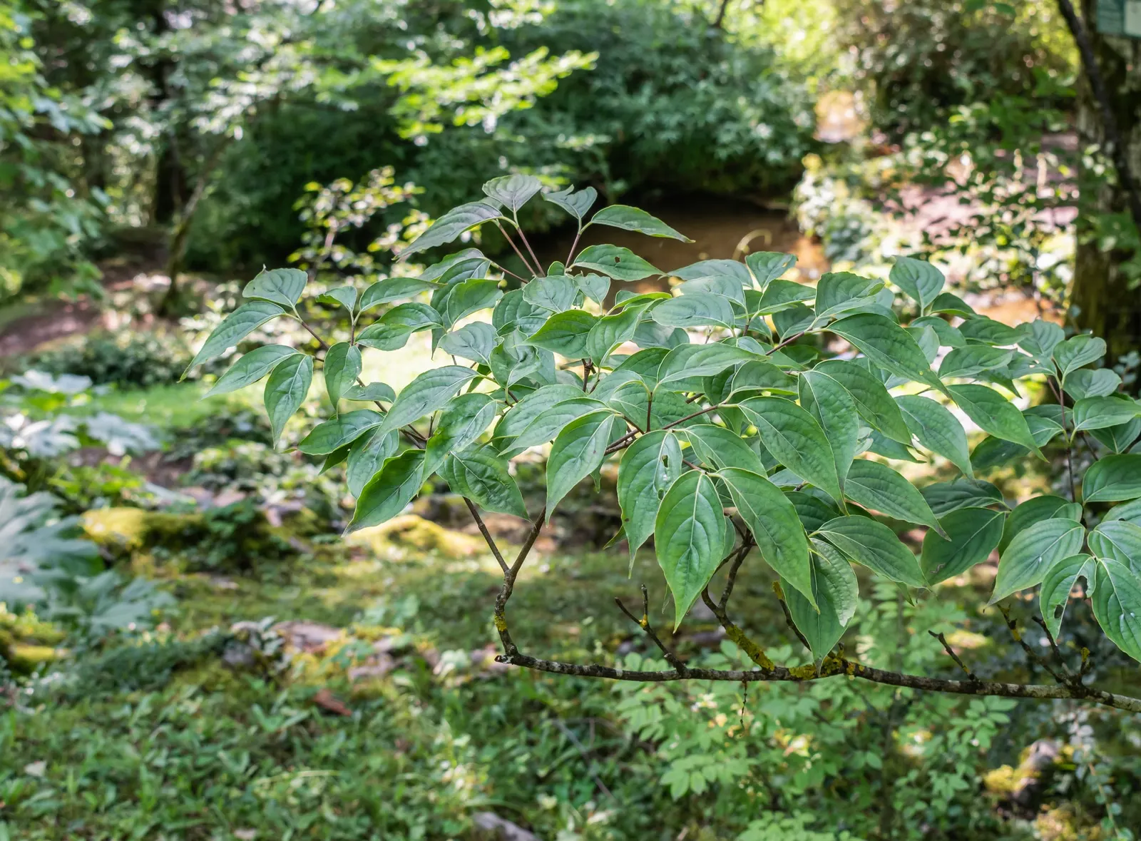 Chinese Dogwood (Cornus Kousa Var. Chinensis) — Known for its layered structure and vase shape; injecting a striking palette into the landscape as, image 61