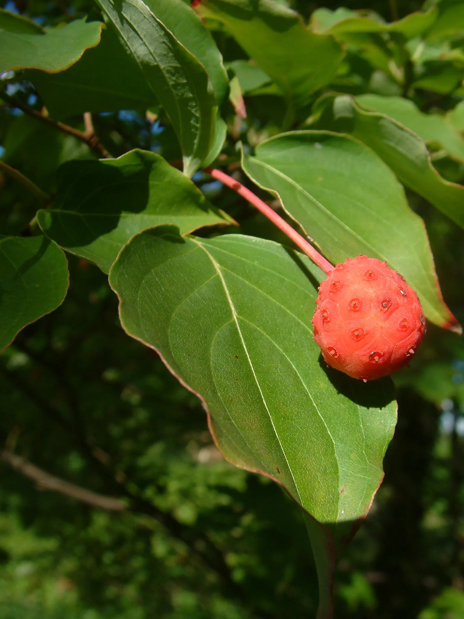 Chinese Dogwood (Cornus Kousa Var. Chinensis) — showcasing a pleasing rounded to vase-shaped canopy.<br><br>In late spring to early summer; chinese, image 71