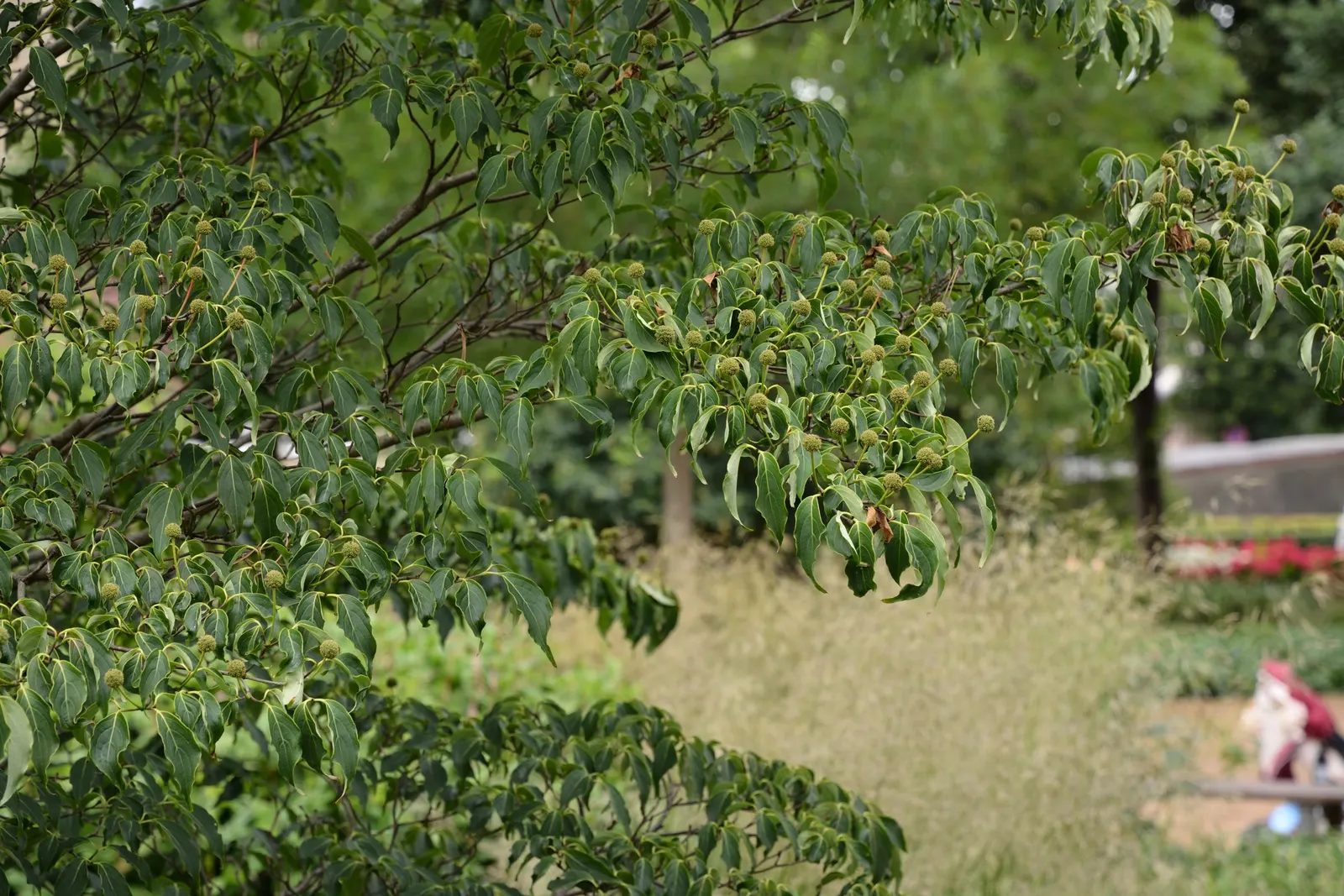 Chinese Dogwood (Cornus Kousa Var. Chinensis) — chinensis) is a graceful, small deciduous tree reaching up to 20-30 feet at maturity