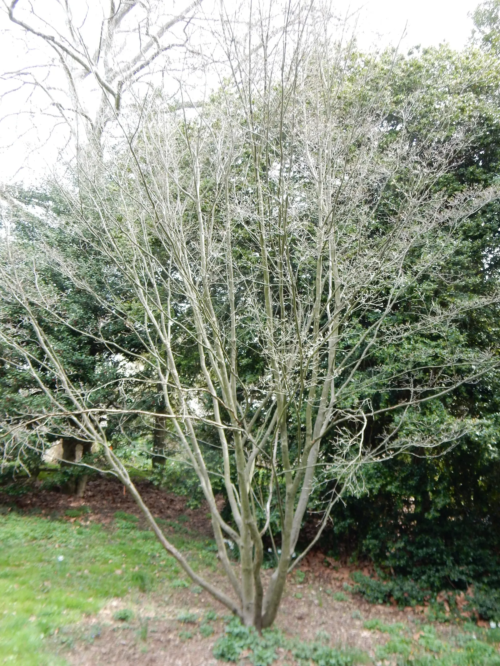 Chinese Dogwood (Cornus Kousa Var. Chinensis) — Known for its layered structure and vase shape; injecting a striking palette into the landscape as, image 119