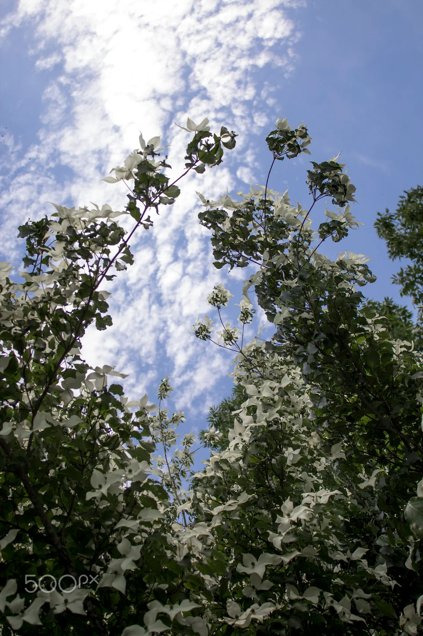 Chinese Dogwood (Cornus Kousa Var. Chinensis) — white flowers in the garden; typically maturing to a height of 15 to 30 feet with a spread of 15 to 30 feet at