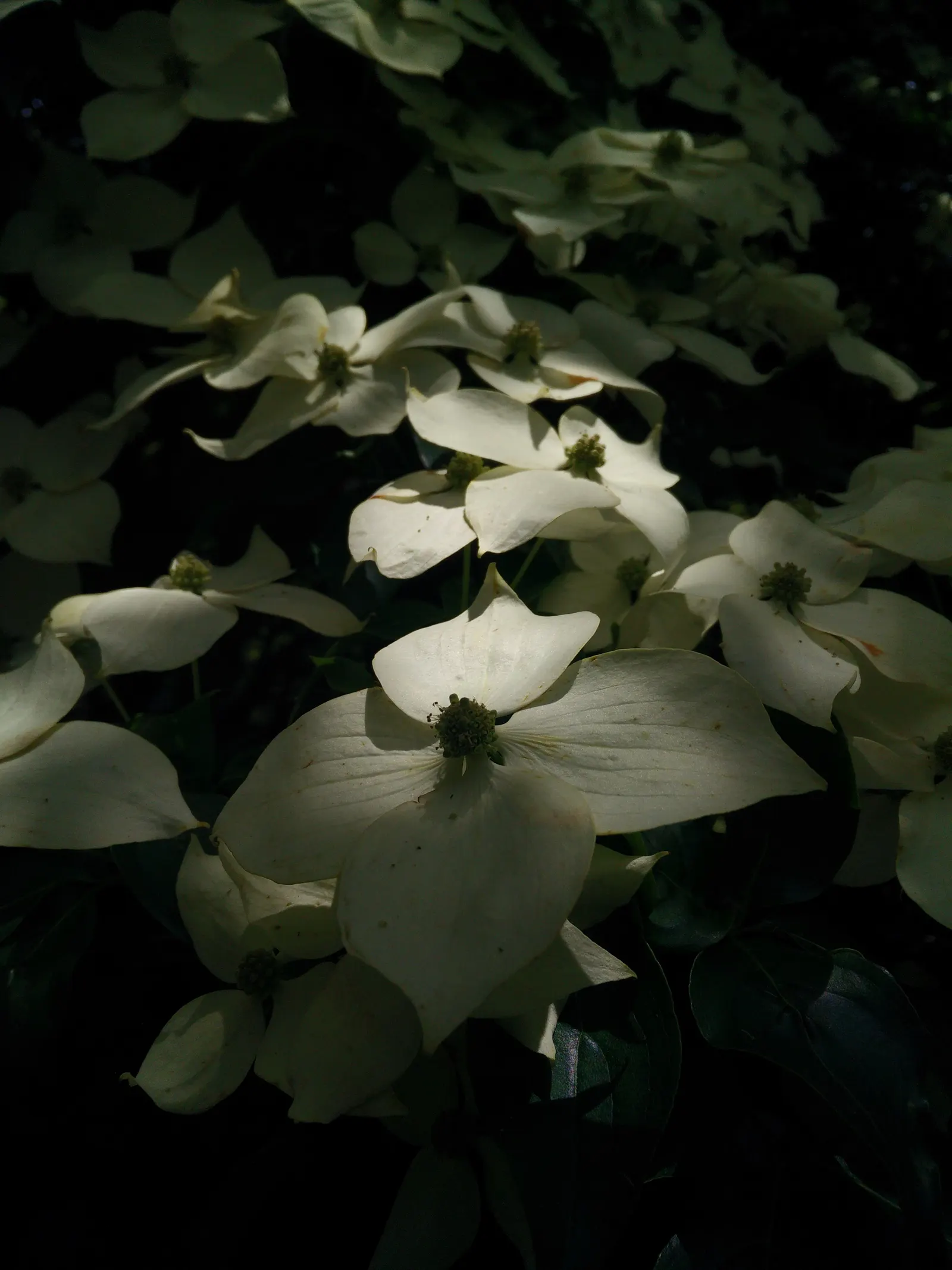 Chinese Dogwood (Cornus Kousa Var. Chinensis) — Chinese Dogwood (Cornus kousa var; it features prolific white-to-pink bracts in late spring