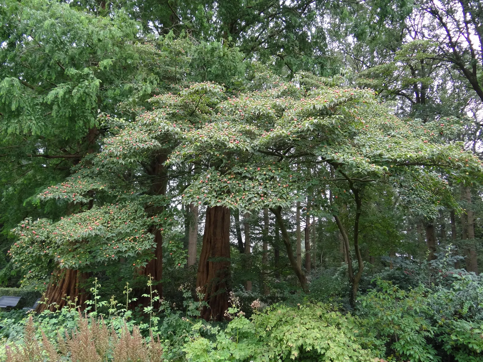 Chinese Dogwood (Cornus Kousa Var. Chinensis) — It has green foliage that turns to radiant reds and purples in fall; scientifically known as Cornus, image 93