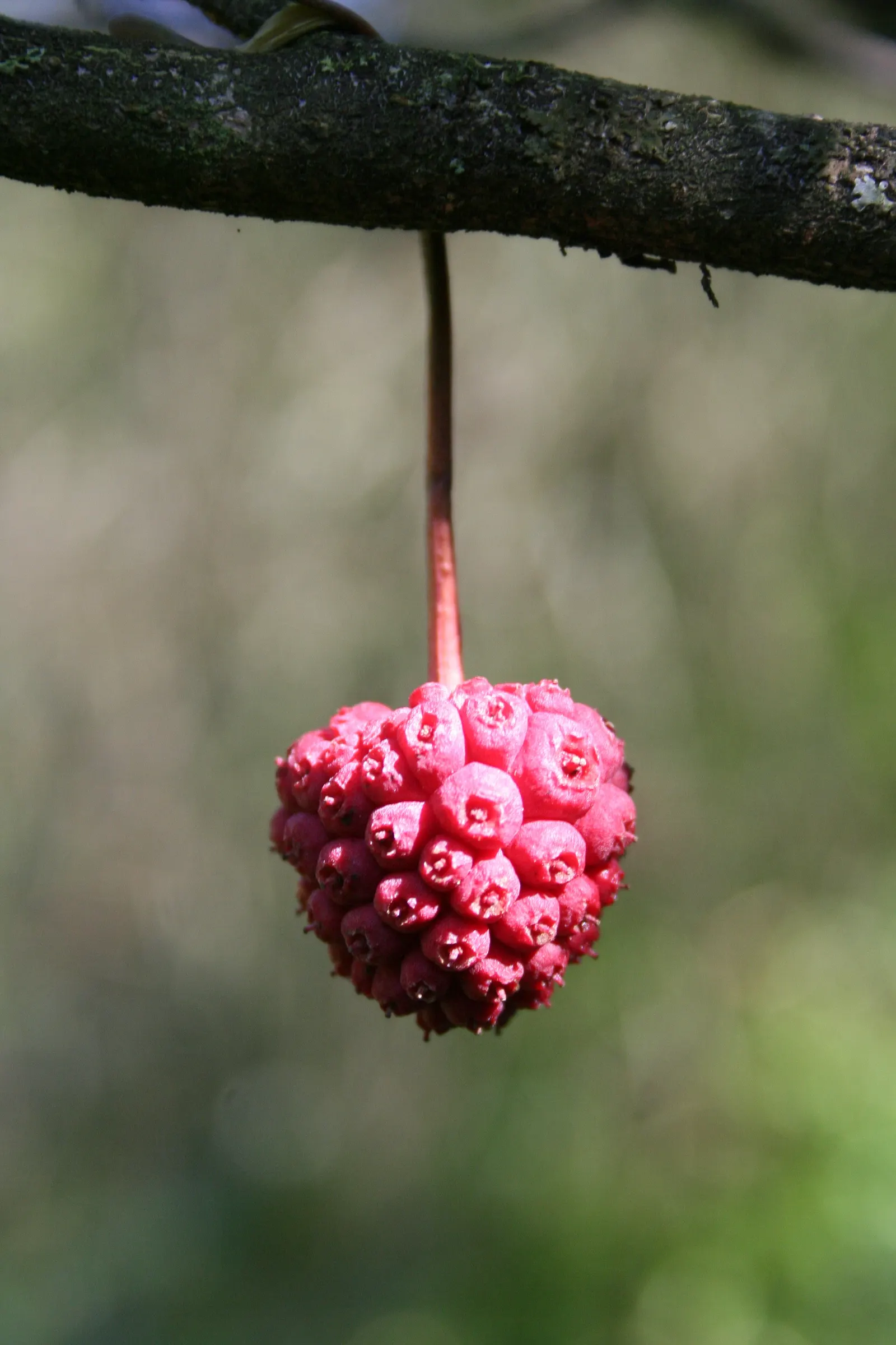 Chinese Dogwood (Cornus Kousa Var. Chinensis) — the foliage transitions into a vivid display of reddish-purple and scarlet hues; shrub / tree for full or half