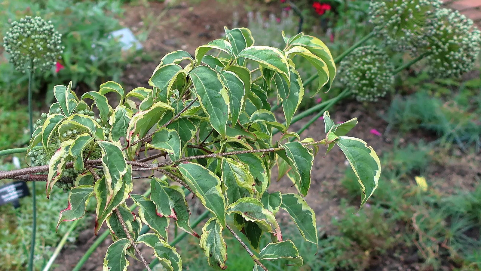 Chinese Dogwood (Cornus Kousa Var. Chinensis) — Chinese Dogwood (Cornus kousa var; it features prolific white-to-pink bracts in late spring, image 117