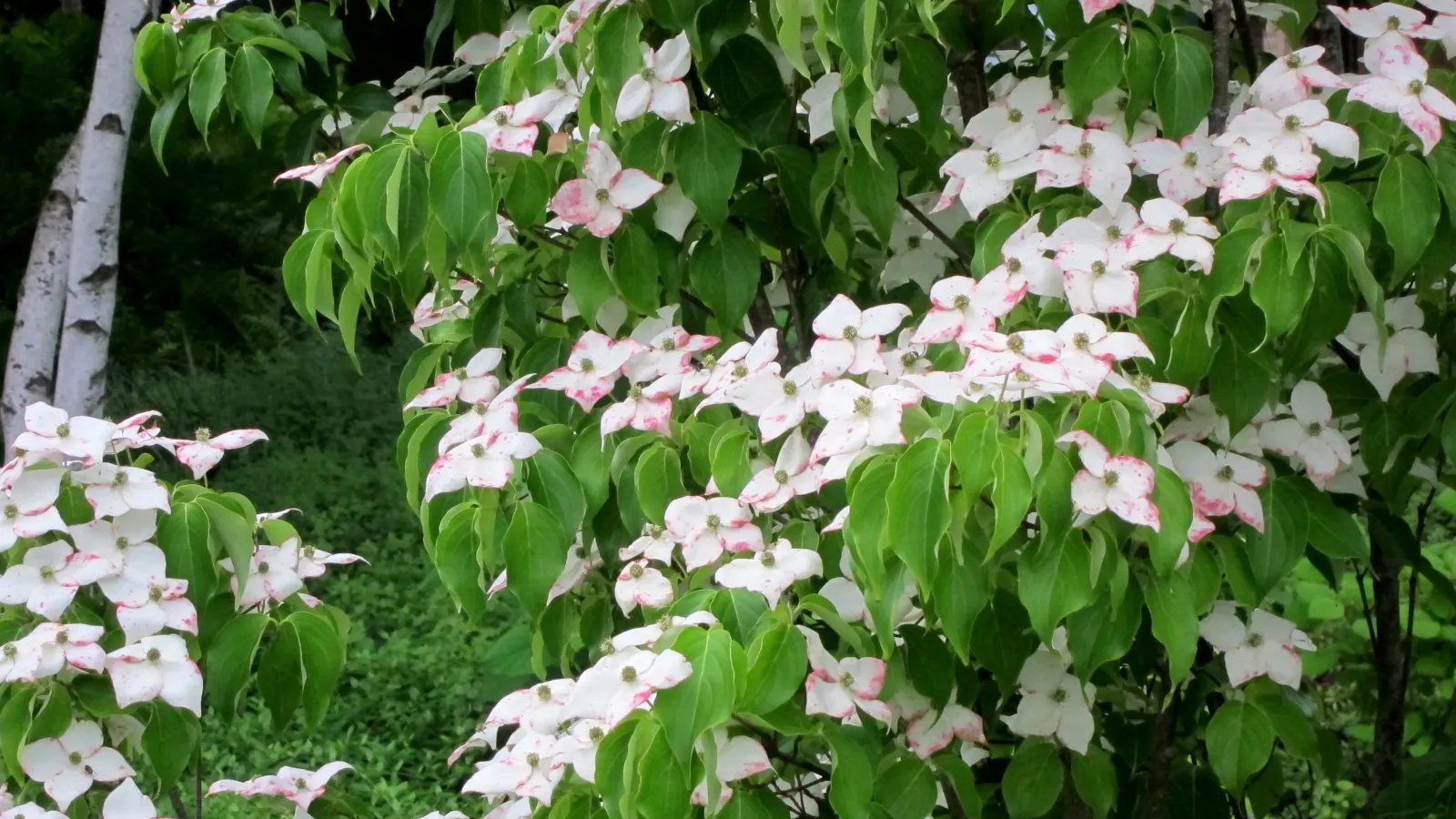 Chinese Dogwood (Cornus Kousa Var. Chinensis) — injecting a striking palette into the landscape as temperatures cool; ideal as a specimen or focal point, this