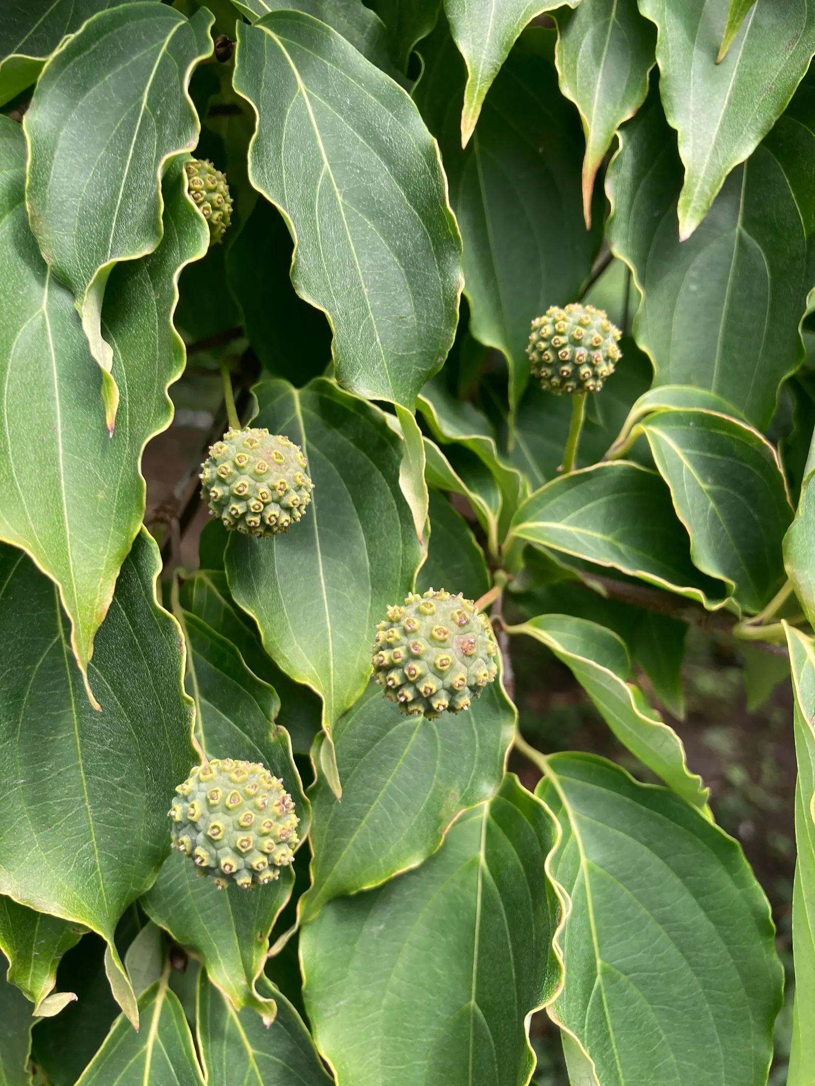Chinese Dogwood (Cornus Kousa Var. Chinensis) — the foliage transitions into a vivid display of reddish-purple and scarlet hues; shrub / tree for, image 104