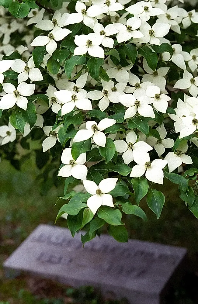 Chinese Dogwood (Cornus Kousa Var. Chinensis) — injecting a striking palette into the landscape as temperatures cool; ideal as a specimen or focal, image 105