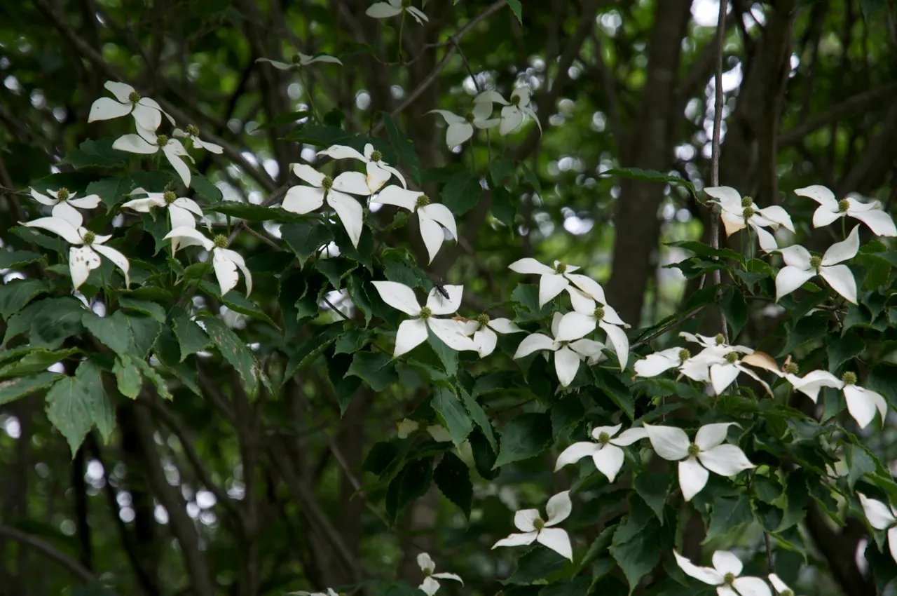 Chinese Dogwood (Cornus Kousa Var. Chinensis) — from specimen and border plantings to wildlife gardens; preferring partial shade to full sun and, image 111