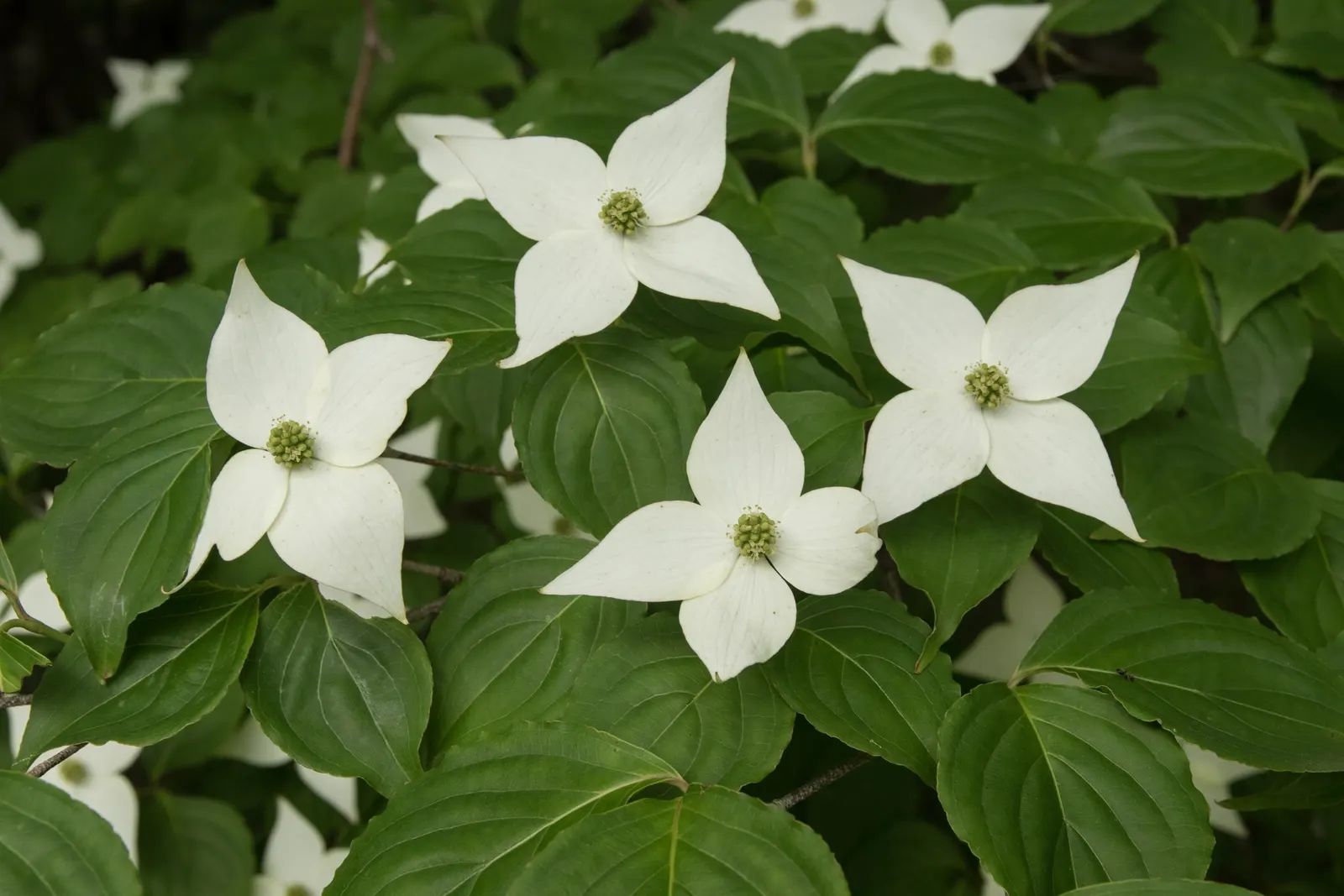 Chinese Dogwood (Cornus Kousa Var. Chinensis) — maturing to a subtle shade of pink