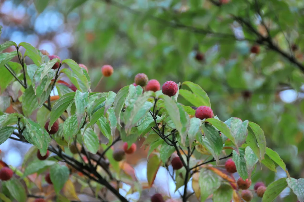 Chinese Dogwood (Cornus Kousa Var. Chinensis) — showcasing a pleasing rounded to vase-shaped canopy.<br><br>In late spring to early summer; chinese, image 129