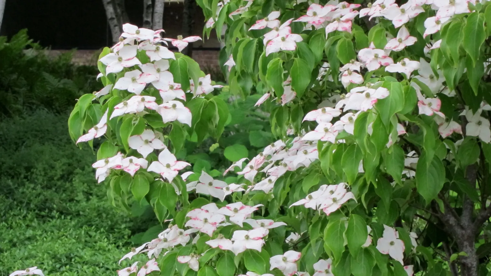 Chinese Dogwood (Cornus Kousa Var. Chinensis) — For an elegant touch of both form and function in your landscape design; from specimen and border, image 66