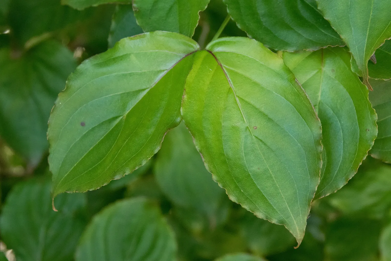 Chinese Dogwood (Cornus Kousa Var. Chinensis) — shrub / tree for full or half; the Chinese Dogwood will undoubtedly be an exquisite and enduring feature within