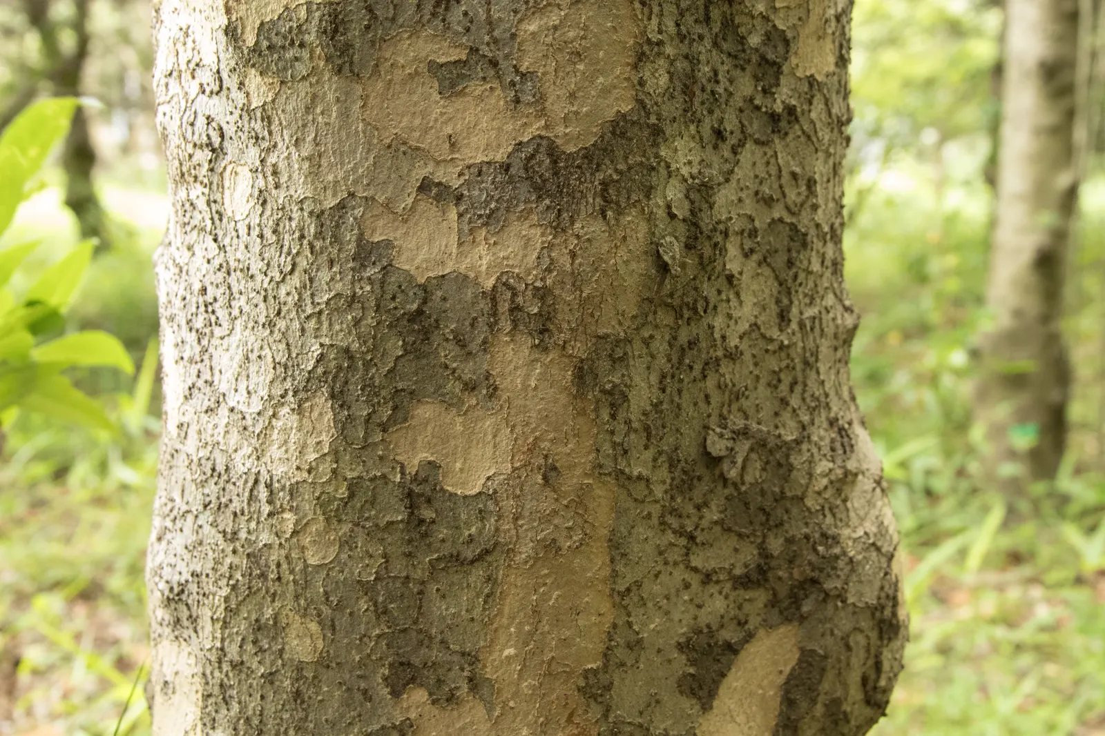 Chinese Dogwood (Cornus Kousa Var. Chinensis) — It is also relatively low-maintenance; shrub / tree with white blooms, image 137