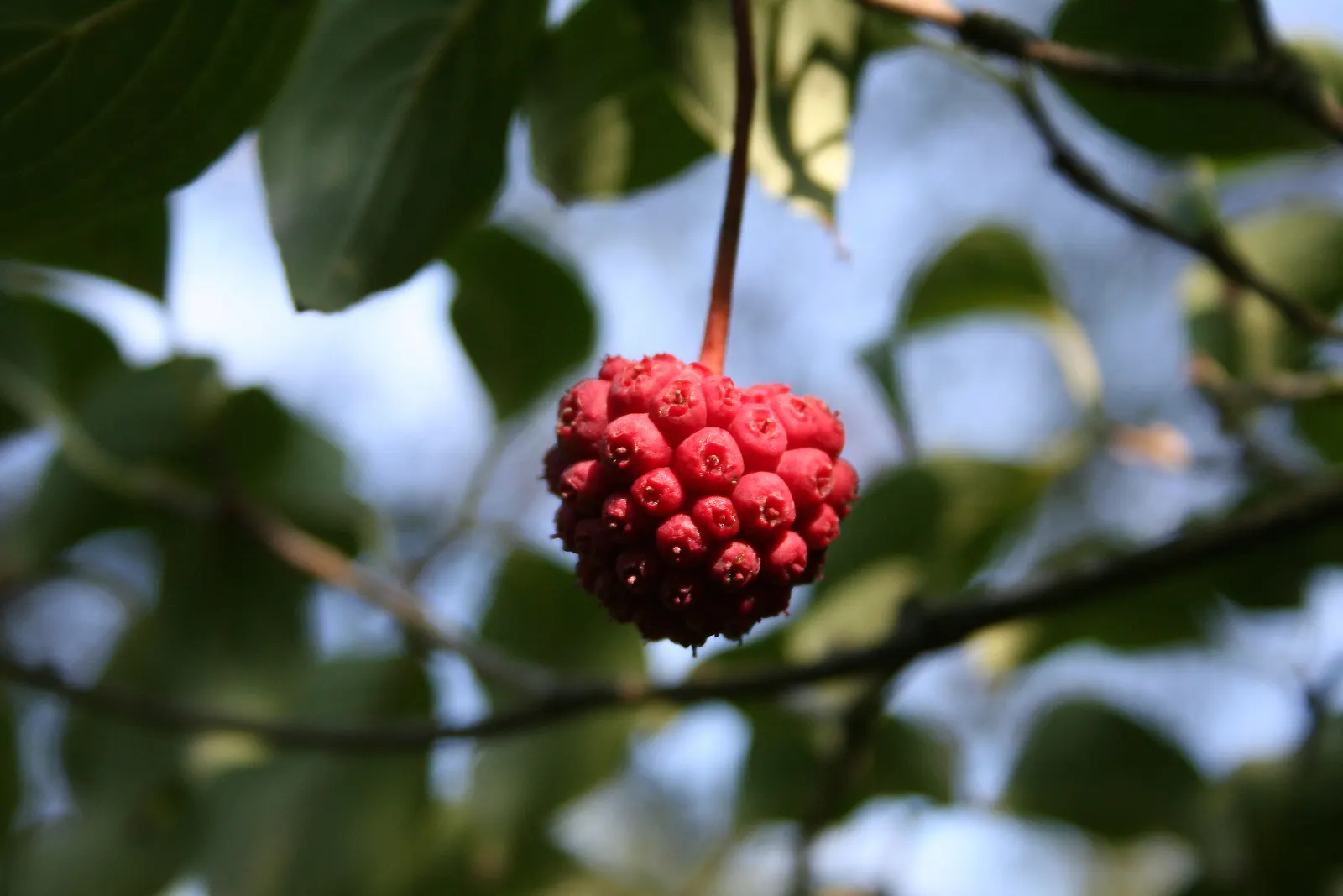 Chinese Dogwood (Cornus Kousa Var. Chinensis) — it features prolific white-to-pink bracts in late spring; desirable for its year-round beauty, image 91