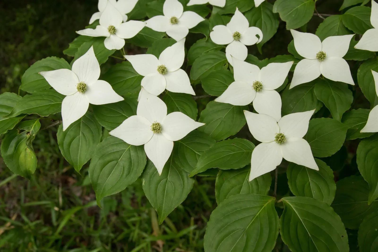 Chinese Dogwood (Cornus Kousa Var. Chinensis) — Chinese Dogwood (Cornus kousa var