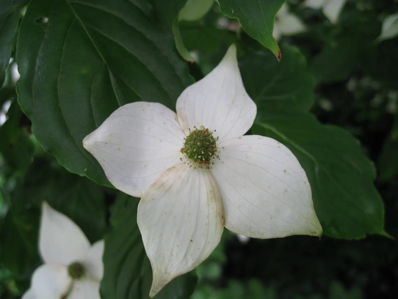 Chinese Dogwood (Cornus Kousa Var. Chinensis) — Desirable for its year-round beauty; white flowers in the garden, image 112