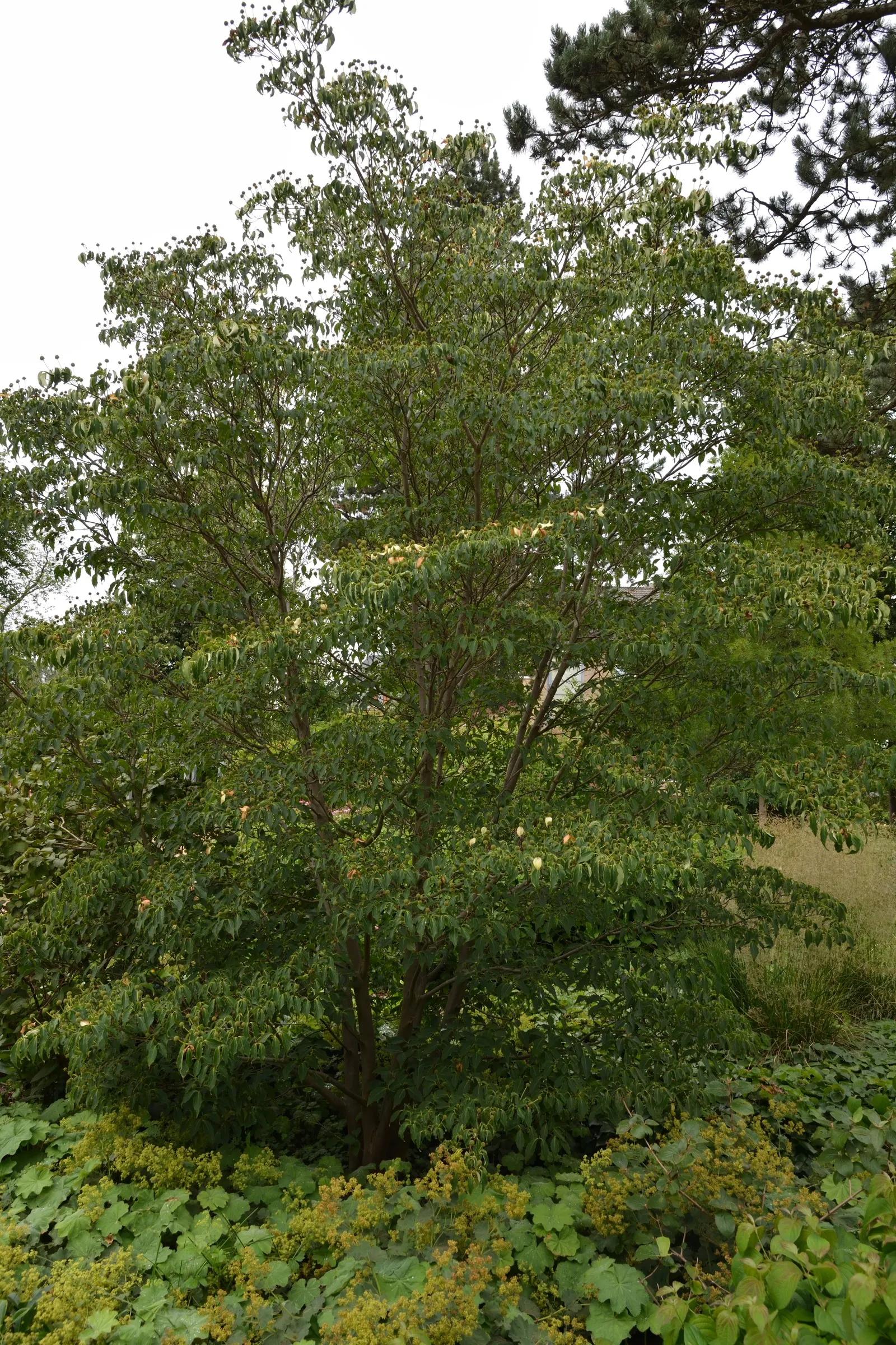 Chinese Dogwood (Cornus Kousa Var. Chinensis) — the Chinese Dogwood blossoms profusely with star-like flowers which are actually bracts; for an, image 72
