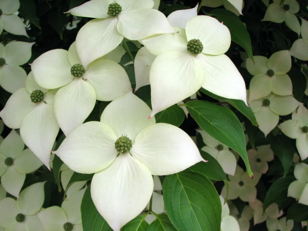 Chinese Dogwood (Cornus Kousa Var. Chinensis) — typically maturing to a height of 15 to 30 feet with a spread of 15 to 30 feet at an average growth, image 128