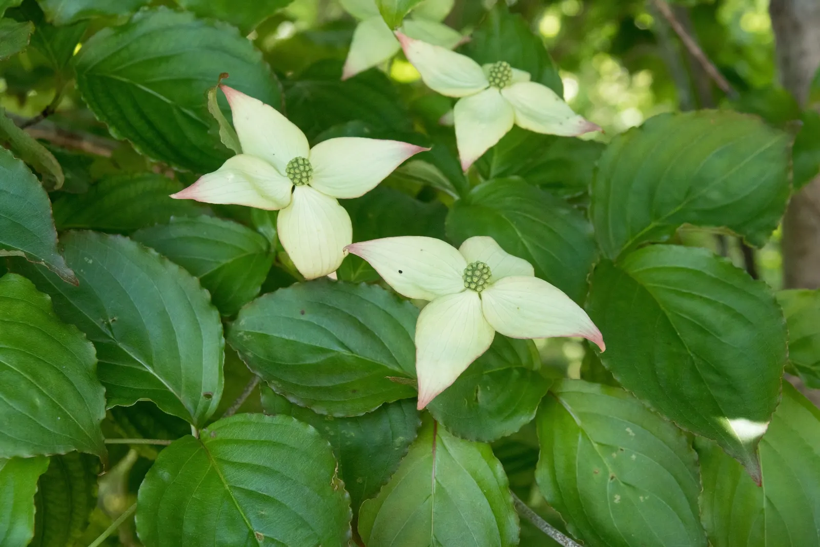 Chinese Dogwood (Cornus Kousa Var. Chinensis) — shrub / tree for full or half; the Chinese Dogwood will undoubtedly be an exquisite and enduring, image 87