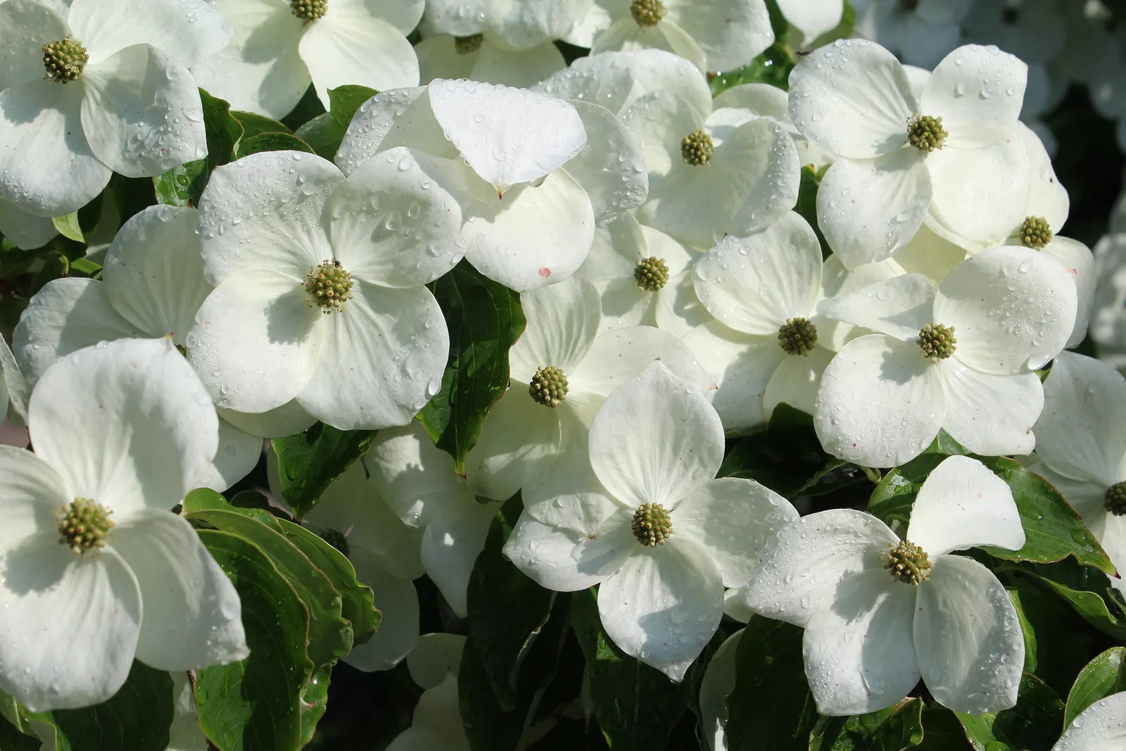 Chinese Dogwood (Cornus Kousa Var. Chinensis) — white flowers in the garden; typically maturing to a height of 15 to 30 feet with a spread of 15 to, image 85